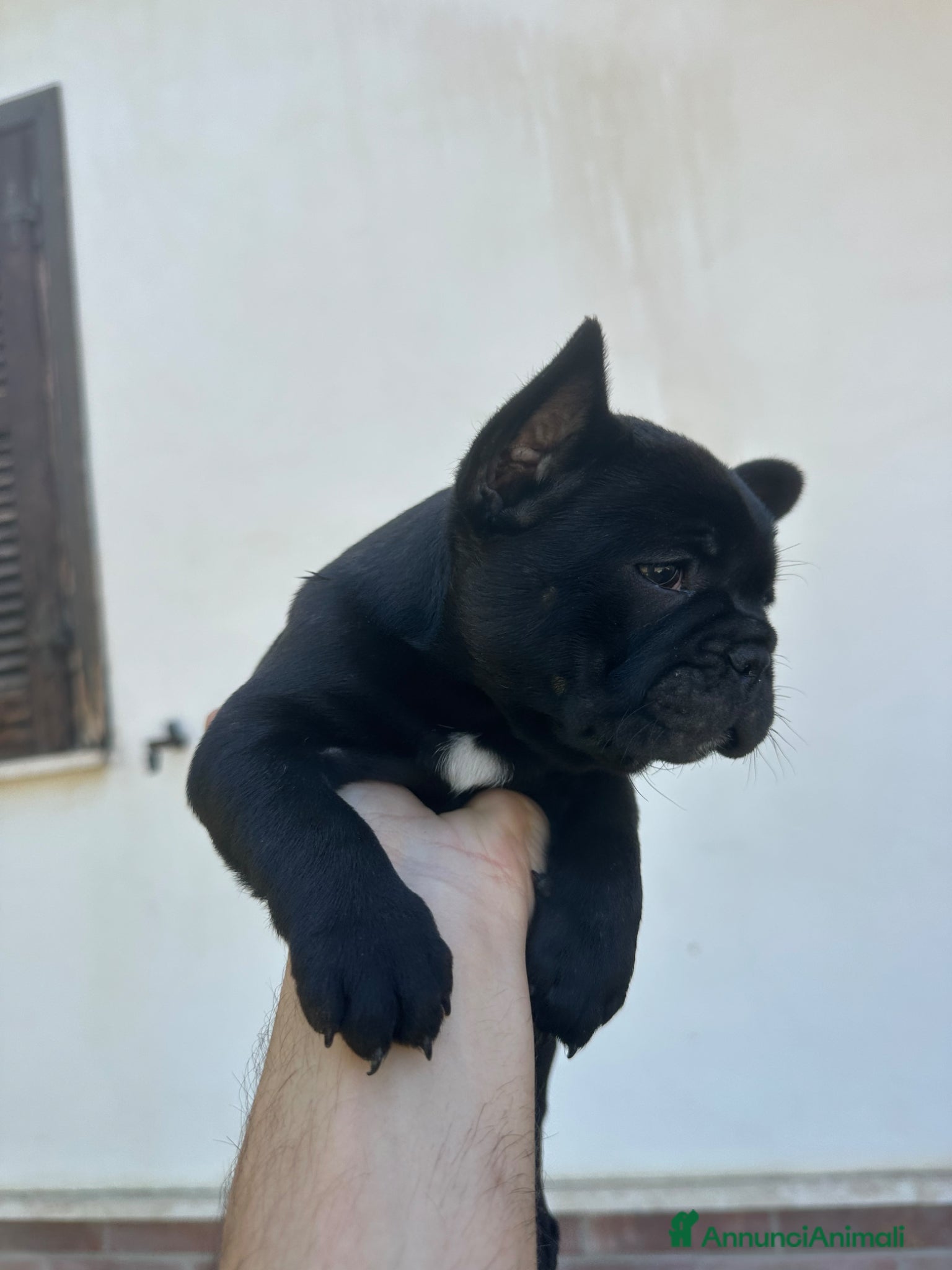 Bulldog Francese cani bulldog francese tigrato  - Annuncio 1