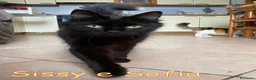 Altre razze gatti in regalo: SISSY E SOFIA APPELLO URGENTE a Città metropolitana di Roma Capitale - Annuncio 2