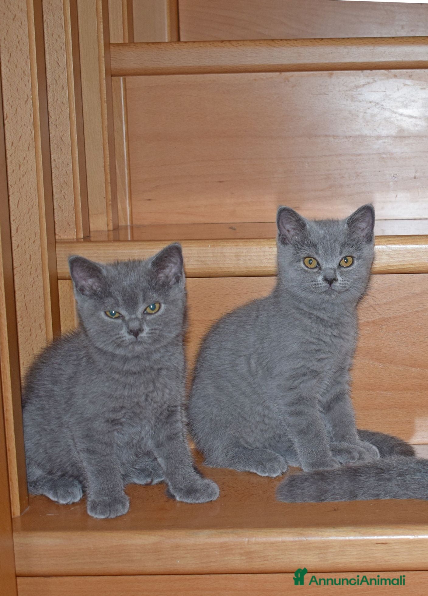 Scottish gatti Scottish Fold e Straight con pedigree - Annuncio 8