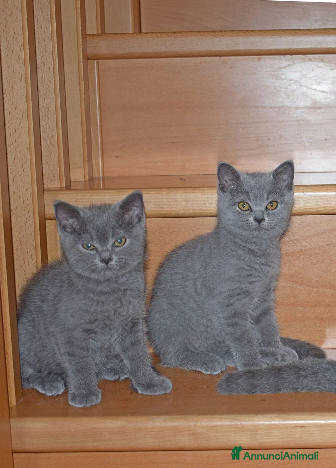 Scottish gatti in vendita: Scottish Fold e Straight con pedigree - Annuncio 1