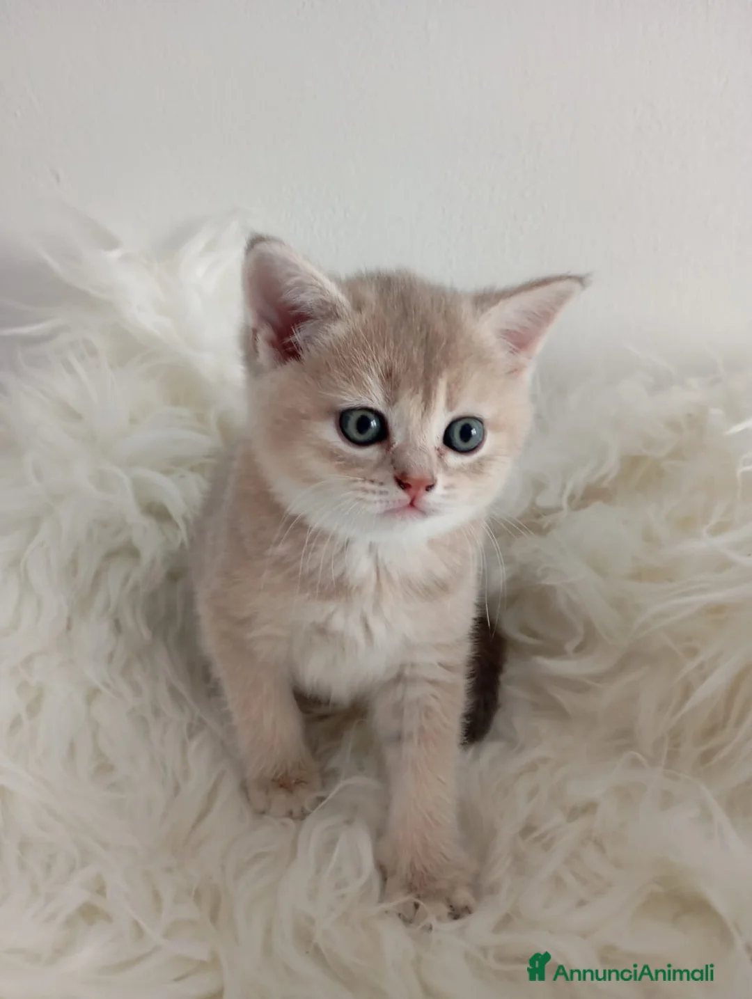 Scottish gatti in vendita: Scottish golden lilac a Provincia autonoma di Trento - Annuncio 2