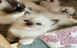 Ragdoll gatti in vendita: Cucciolo ragdoll seal bicolor e seal mitted a Provincia di Forlì-Cesena - Immagine 4