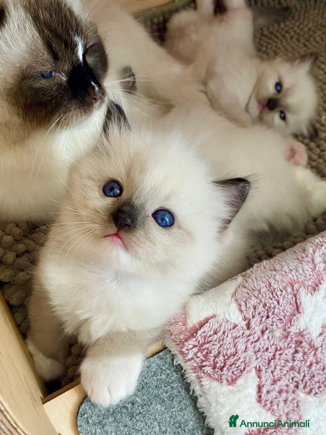 Ragdoll gatti in vendita: Cucciolo ragdoll seal bicolor e seal mitted a Provincia di Forlì-Cesena - Immagine 4
