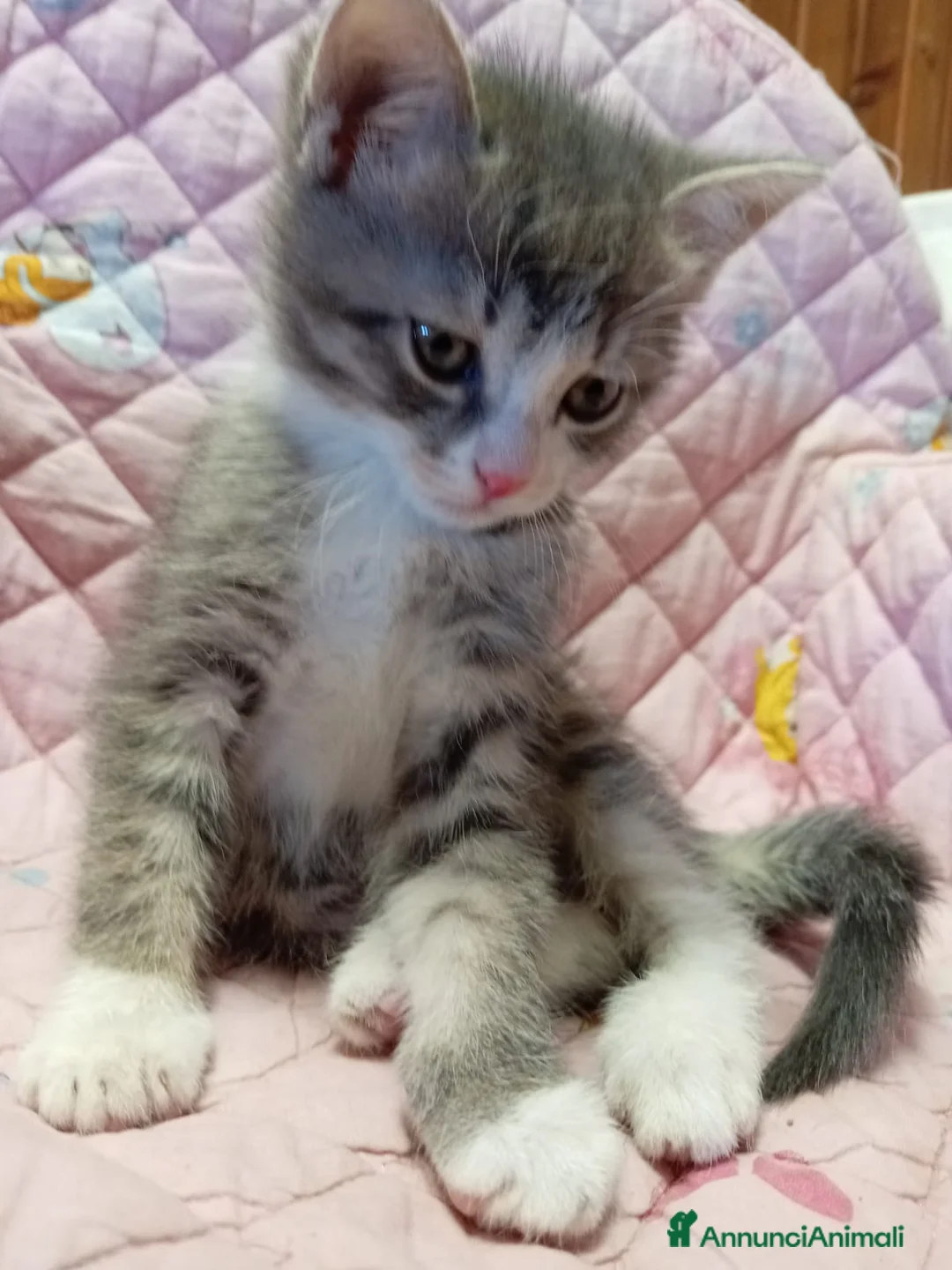 Europeo gatti in regalo: gattina 3 mesi cerca casa🫶🏻  - Annuncio 2