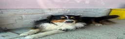 Australian Shepherd cani per accoppiamento:  Australian Shepherd cerca femmina a Provincia di Perugia - Annuncio 2