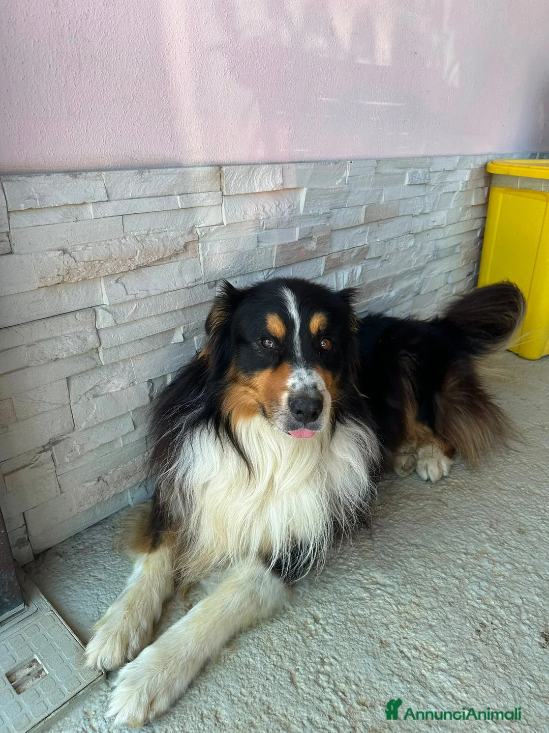 Australian Shepherd cani per accoppiamento:  Australian Shepherd cerca femmina a Provincia di Perugia - Annuncio 2