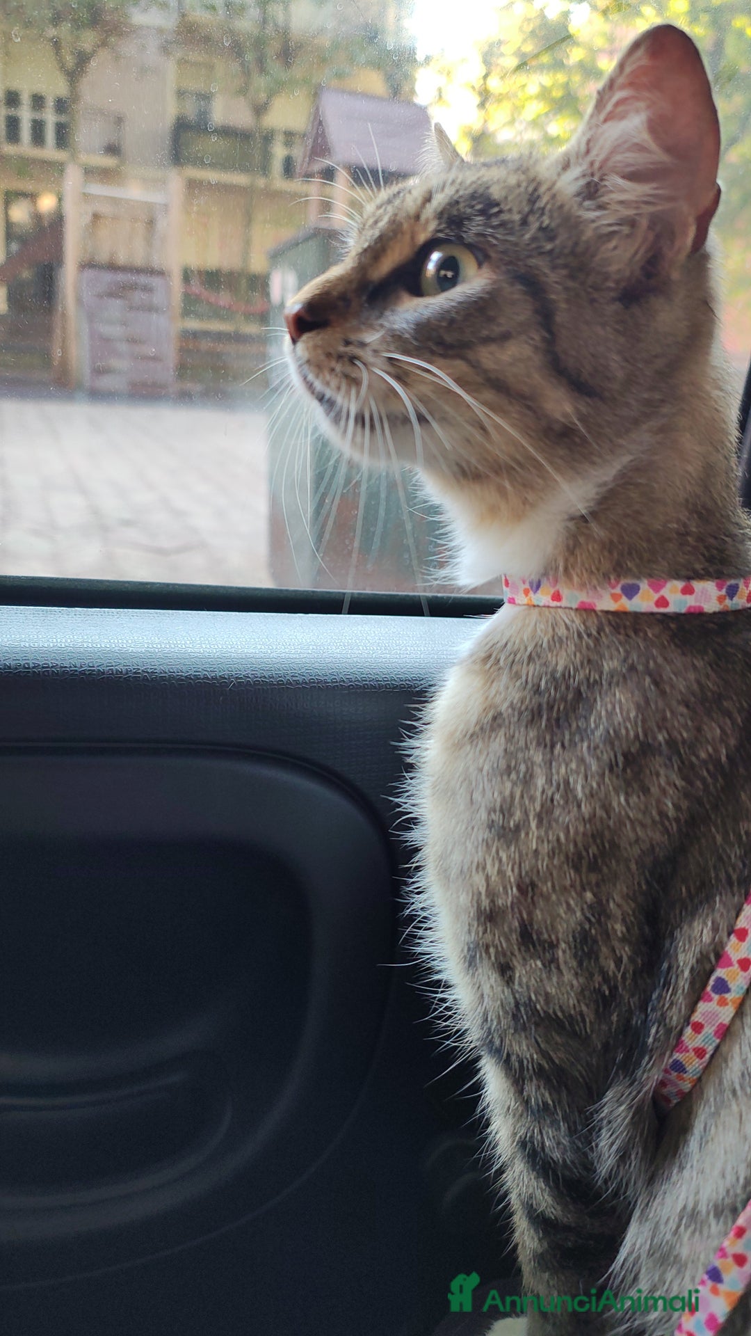 Europeo gatti in regalo: Ambra cerca casa - Annuncio 6