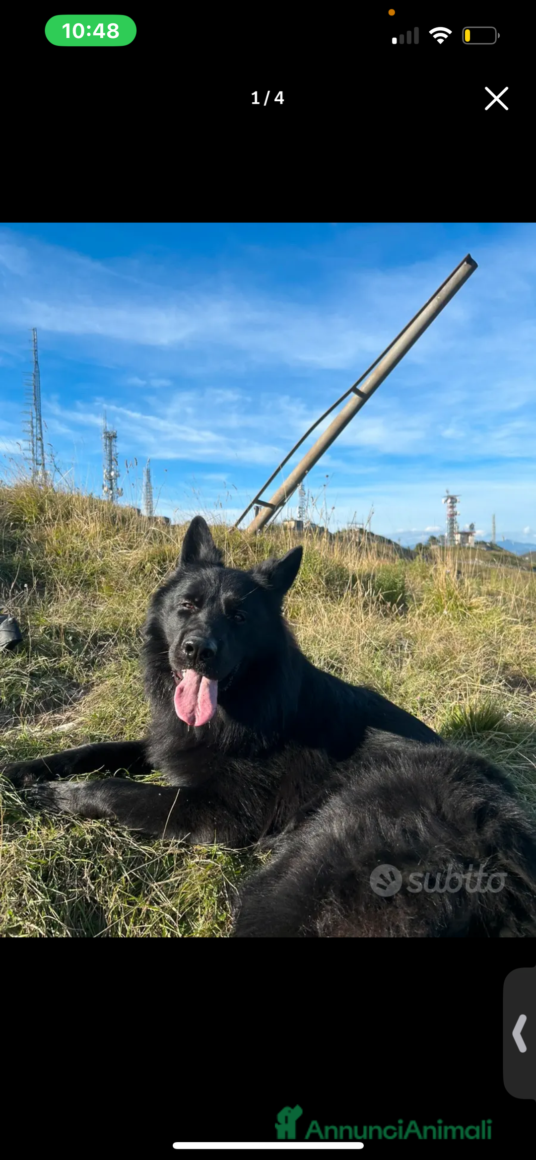 Pastore Tedesco cani in regalo: Rio pastore tedesco nero  - Annuncio 3