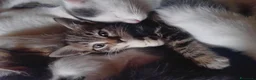 Meticcio gatti in regalo: Gattini  - Annuncio 1