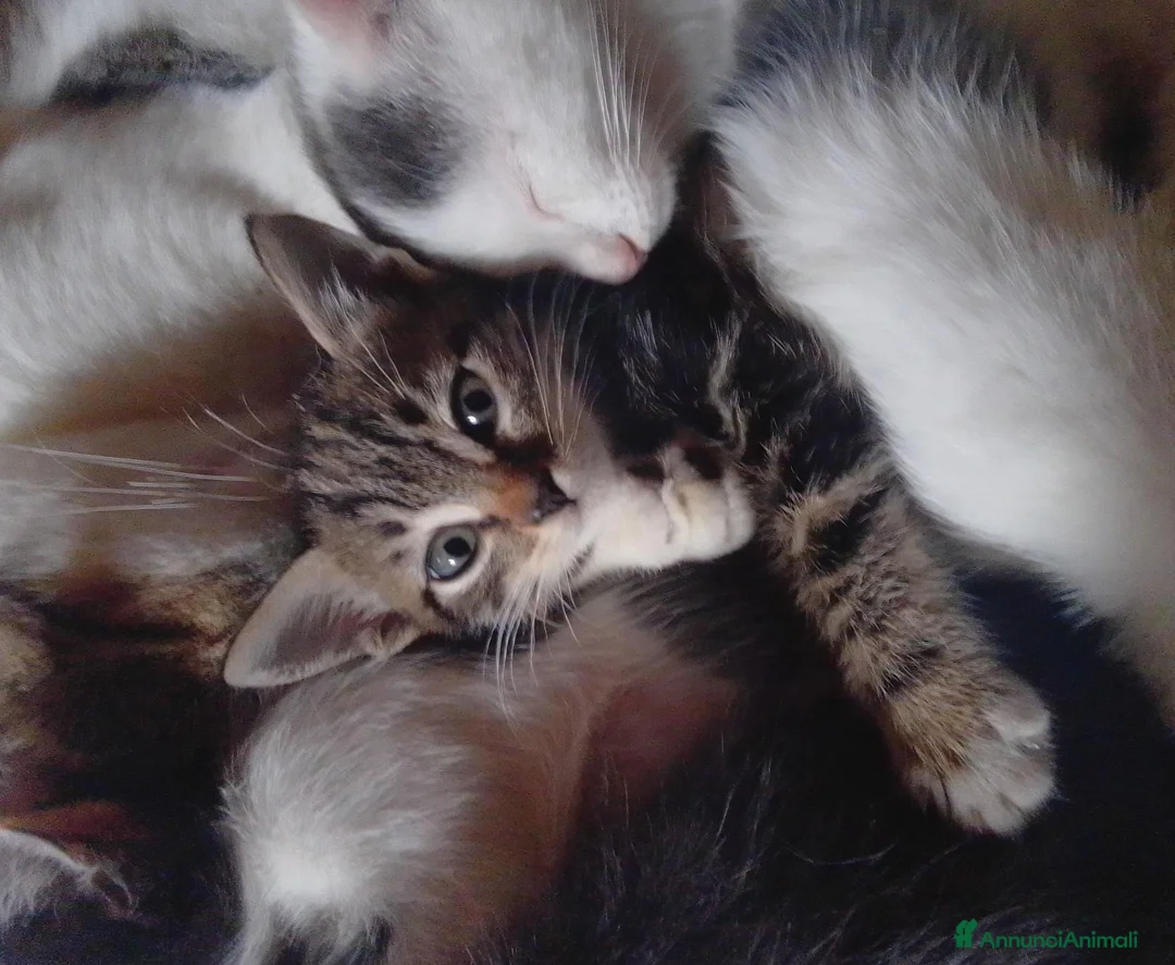 Meticcio gatti in regalo: Gattini  - Annuncio 1