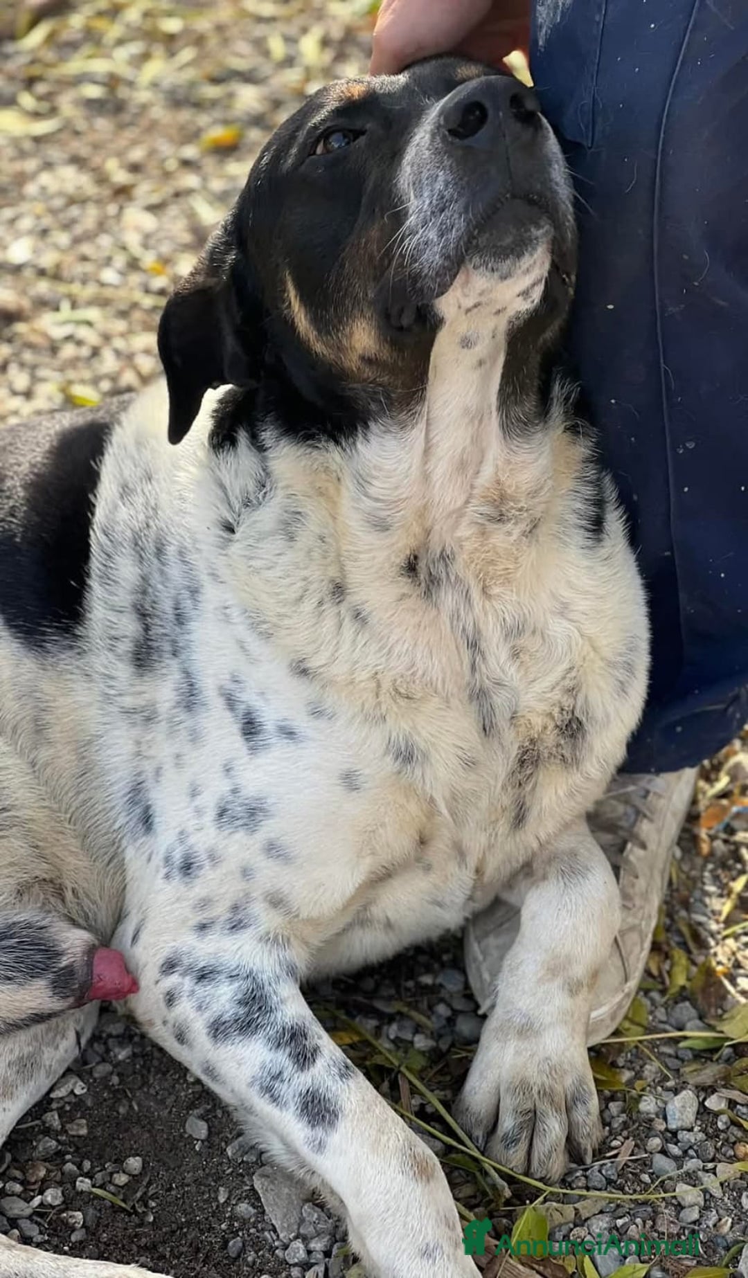 Meticcio cani in regalo: Oliver un carattere meraviglioso a Città Metropolitana di Milano - Annuncio 3