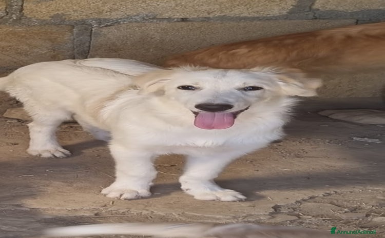 Altre razze cani - Annuncio 19