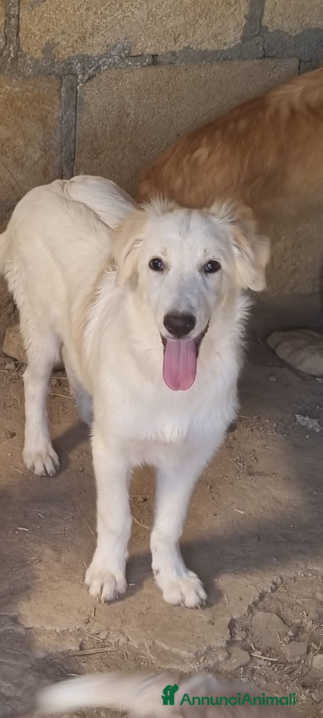 Altre razze cani in regalo: DENNY SAMMY - Annuncio 1