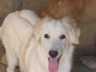 Altre razze cani DENNY SAMMY - Annuncio 7