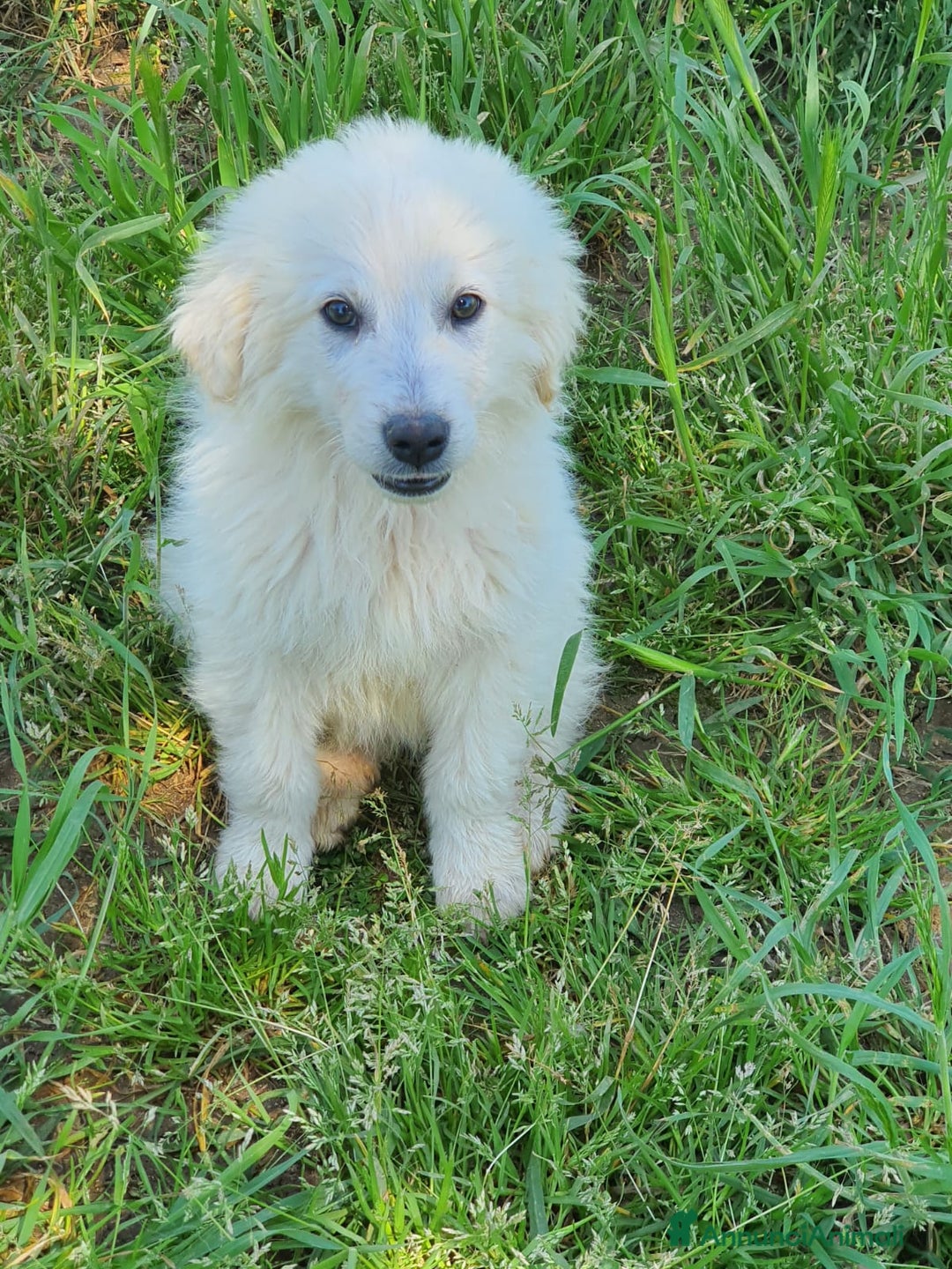 Pastore Maremmano cani in regalo: Meravigliosi maremmanini  a Provincia di Viterbo - Immagine 4