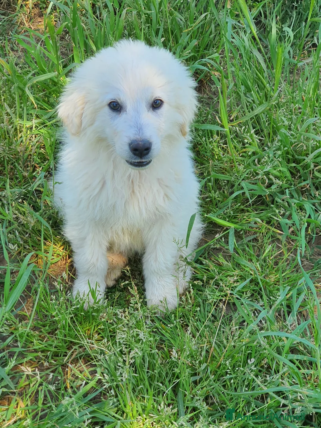 Pastore Maremmano cani in regalo: Meravigliosi maremmanini  a Provincia di Viterbo - Annuncio 4