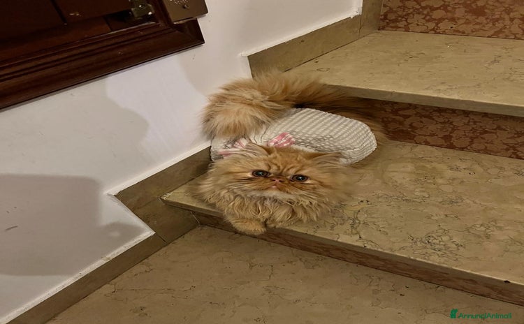 Persiano gatti - Annuncio 1