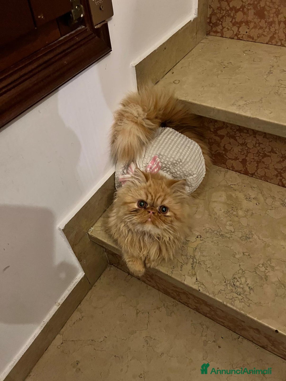 Persiano gatti in vendita: Gattina persiana  - Annuncio 1