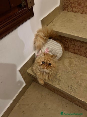 Persiano gatti - Annuncio 1