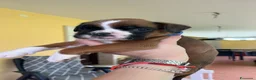 Boxer cani in vendita: 5 maschi fulvi - Annuncio 4