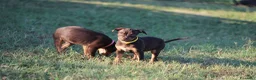 Pitbull cani in vendita: Cuccioli Pit Bull con pedigree anche a rate - Annuncio 5