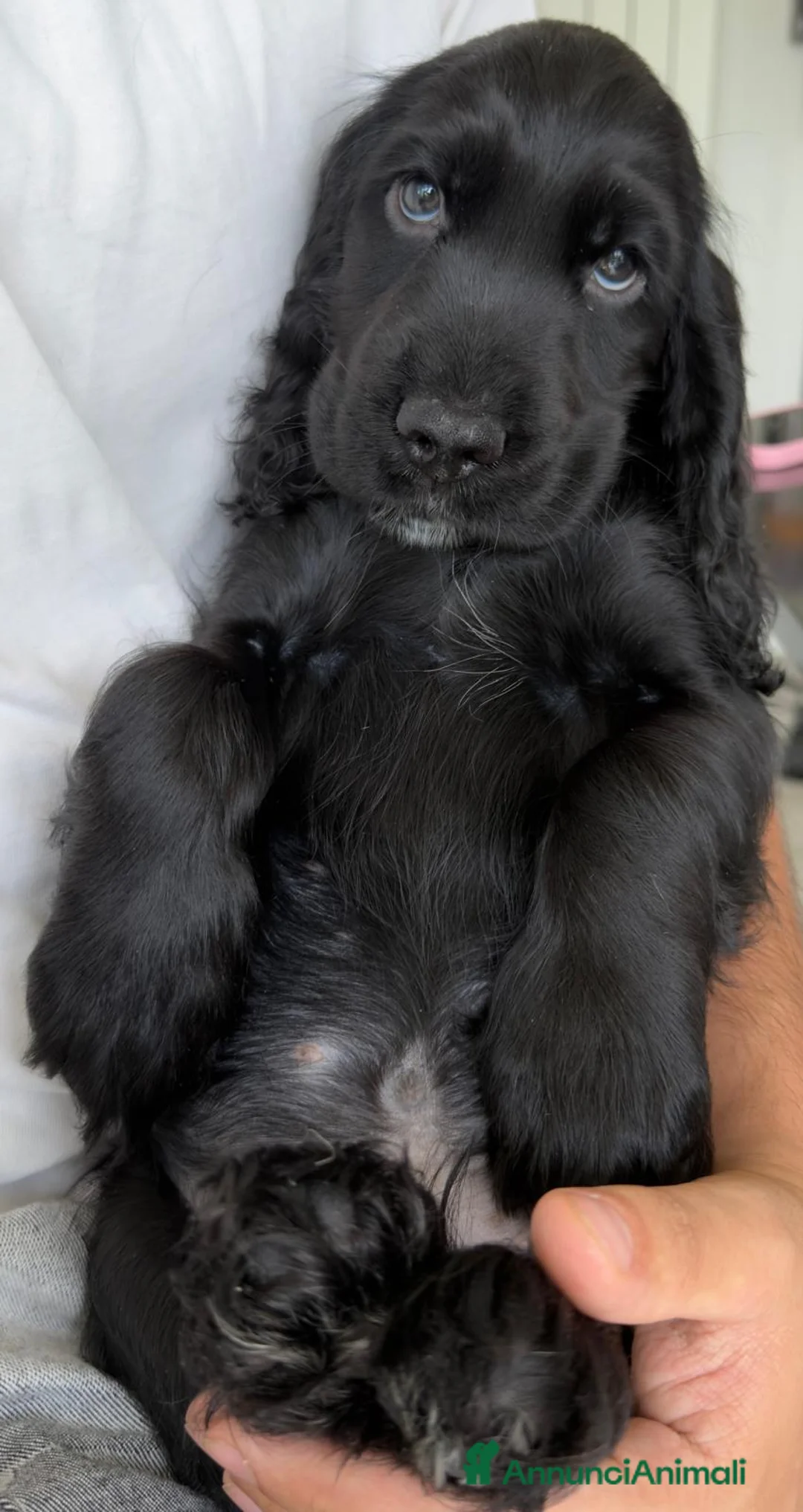 Cocker cani in vendita: Cocker spaniel maschi  a Città metropolitana di Roma Capitale - Annuncio 2