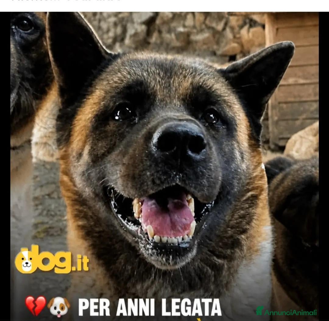 Akita Americano cani Akita Americana 6anni viveva a catena strettaLUCCA - Annuncio 1