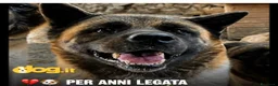 Akita Americano cani in regalo: Akita Americana 6anni viveva a catena strettaLUCCA - Annuncio 1