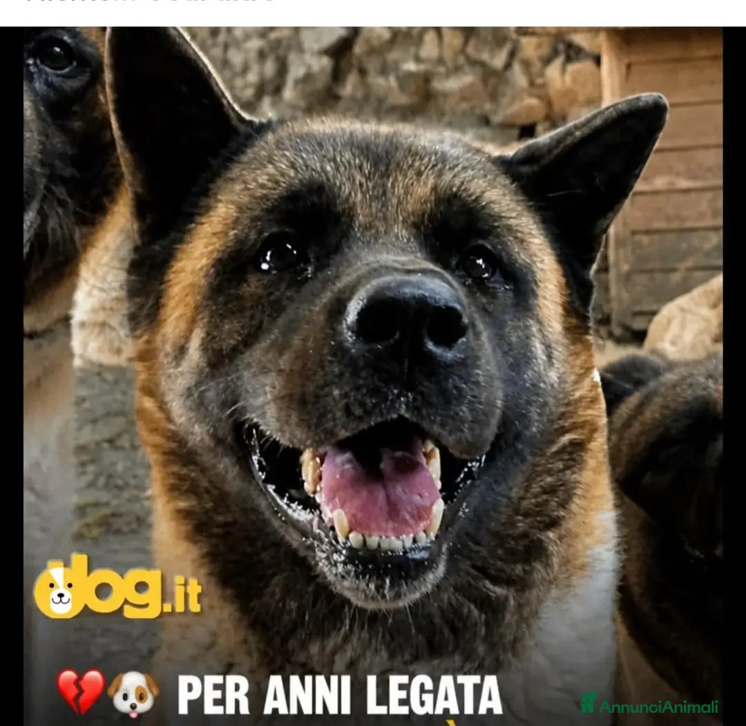 Akita Americano cani in regalo: Akita Americana 6anni viveva a catena strettaLUCCA - Annuncio 1