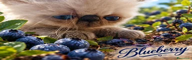 Exotic Shorthair 1