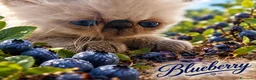 Exotic Shorthair gatti in vendita: Exotic Shorthair  - Annuncio 1