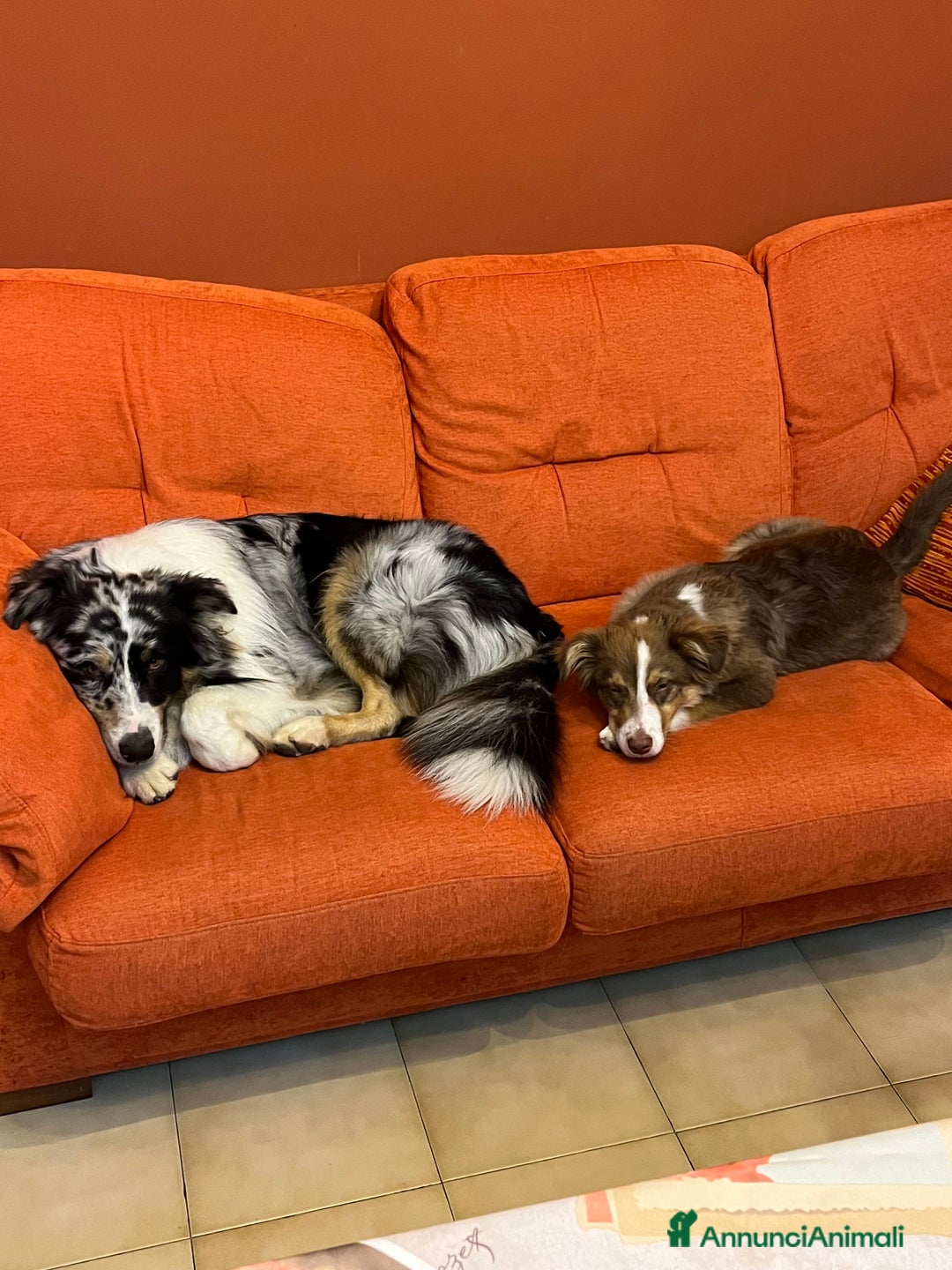 Australian Shepherd cani in vendita: Cuccioli di Pastore Australiano con pedigree ENCI - Annuncio 2