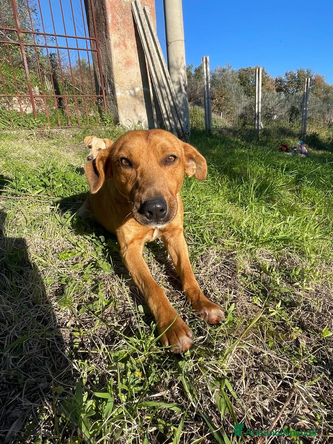 Meticcio cani in regalo: Birillo taglia piccola 3/4 anni - Annuncio 4