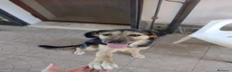 Meticcio cani in regalo: Ciao a tutti da Remì 1 anno di bontà (Catania) - Annuncio 7