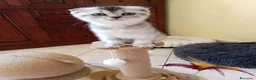 Scottish gatti in vendita: Disponibili Cuccioli Scottish - Annuncio 6