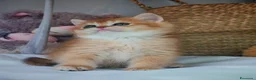 Scottish gatti in vendita: Cuccioli Scottish con Pedigree  - Annuncio 8