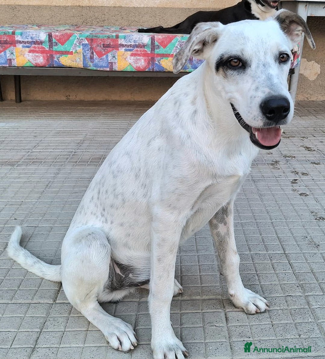 Meticcio cani in regalo: Blues 5 mesi taglia media grande  - Annuncio 3