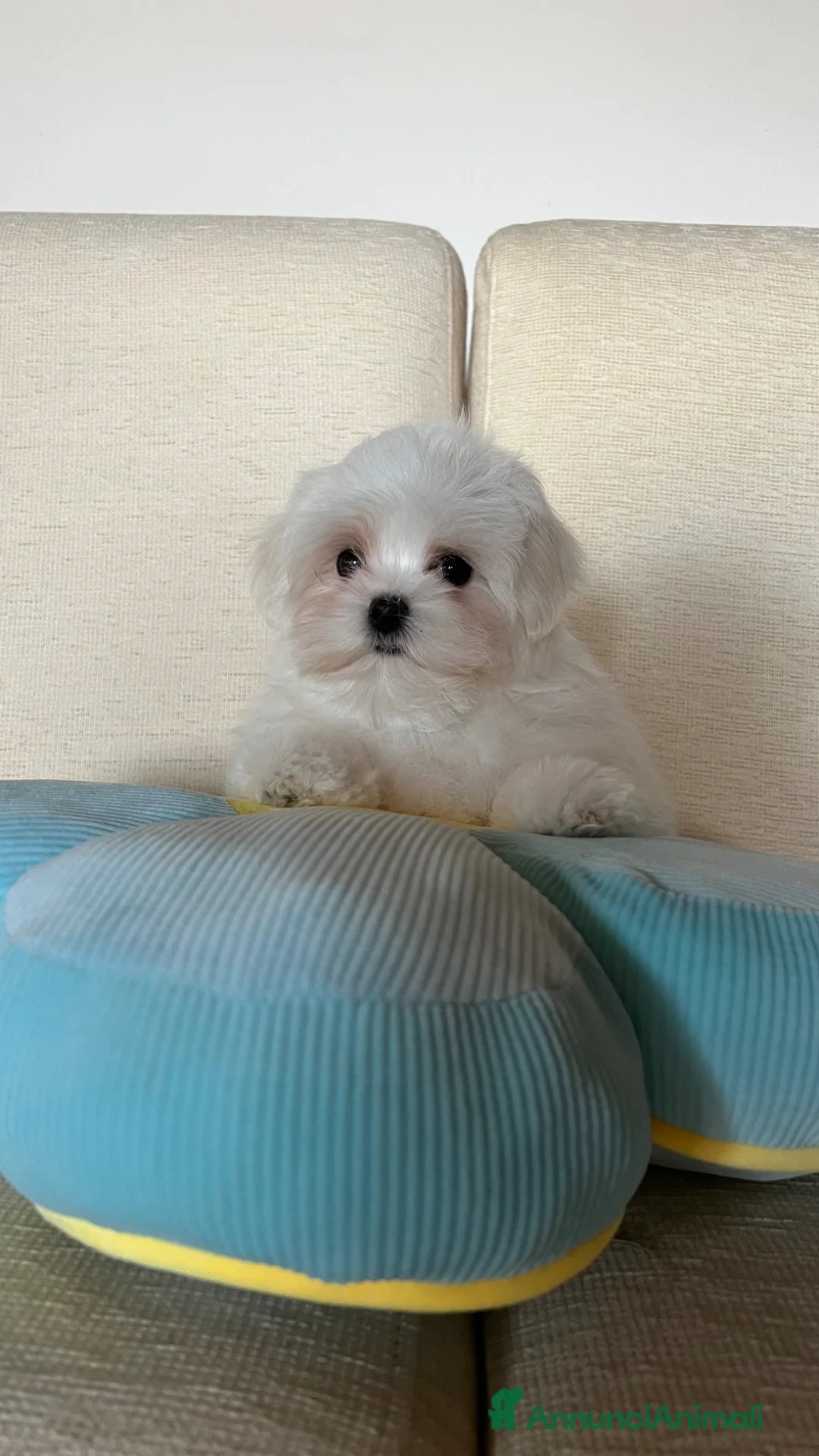 Maltese cani in vendita: Cucciolo di maltese con pedigree ENCI  - Annuncio 1