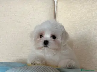 Maltese cani Cucciolo di maltese con pedigree ENCI - Annuncio 1