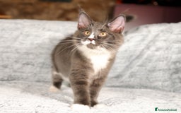 Maine Coon gatti in vendita: Cuccioli di razza Maine Coon pedigree ANFI a Livorno - Immagine 5