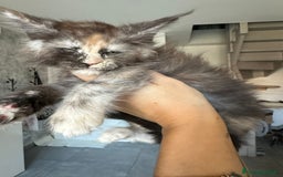 Maine Coon gatti in vendita: Cuccioli di Mainecoon  - Immagine 10