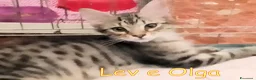 Europeo gatti in regalo: Vi presentiamo #Lev e #Olga. - Annuncio 4