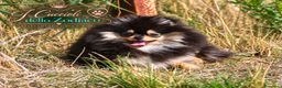 Volpino Pomerania cani in vendita: Pomerania 4 mesi - Annuncio 3