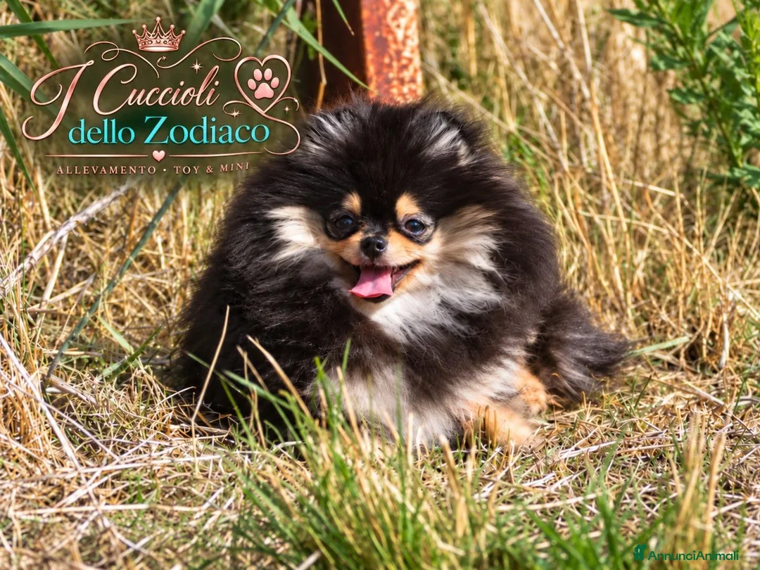 Volpino Pomerania cani in vendita: Pomerania 4 mesi - Annuncio 3