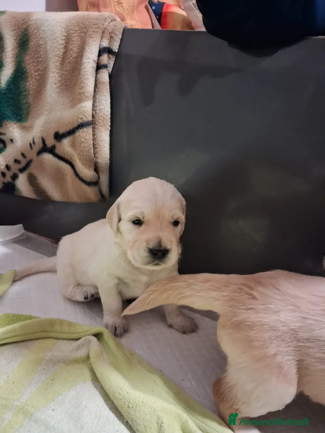 Golden Retriever cani in vendita: Vendesi cuccioli Golden Retriever - Annuncio 8