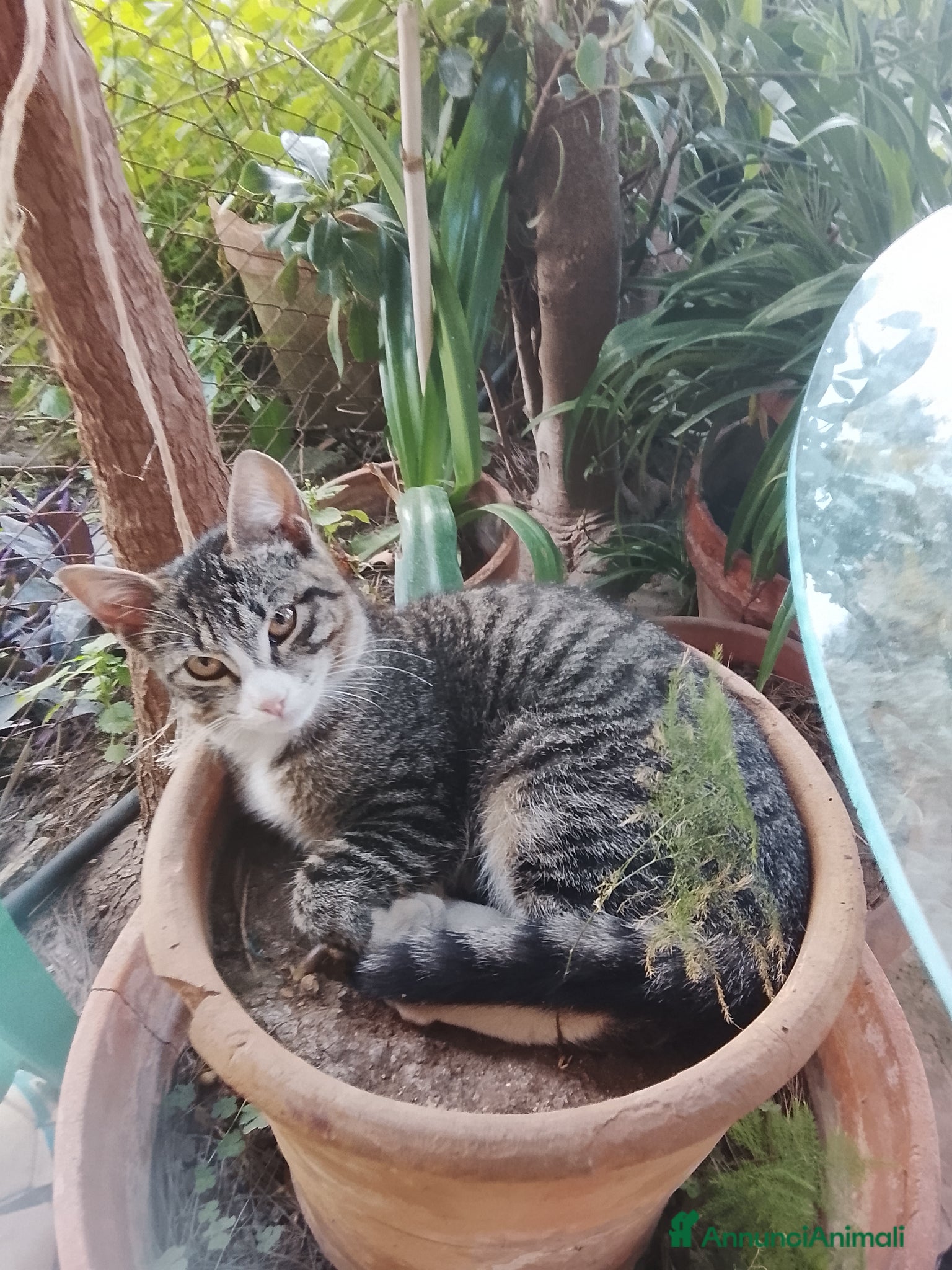 Meticcio gatti gattini - Annuncio 2