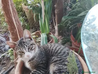 Meticcio gatti gattini - Annuncio 2