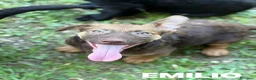 Meticcio cani in regalo: EMILIO, cucciolo dagli occhi chiari!  - Annuncio 4