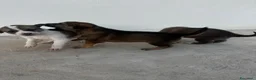 Meticcio cani in regalo: 3 bellissime cucciole cercano casa a Libero consorzio comunale di Ragusa - Annuncio 12