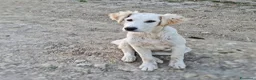 Meticcio cani in regalo: FESA 🩷 sveglia, curiosa e piena di vita - Annuncio 6